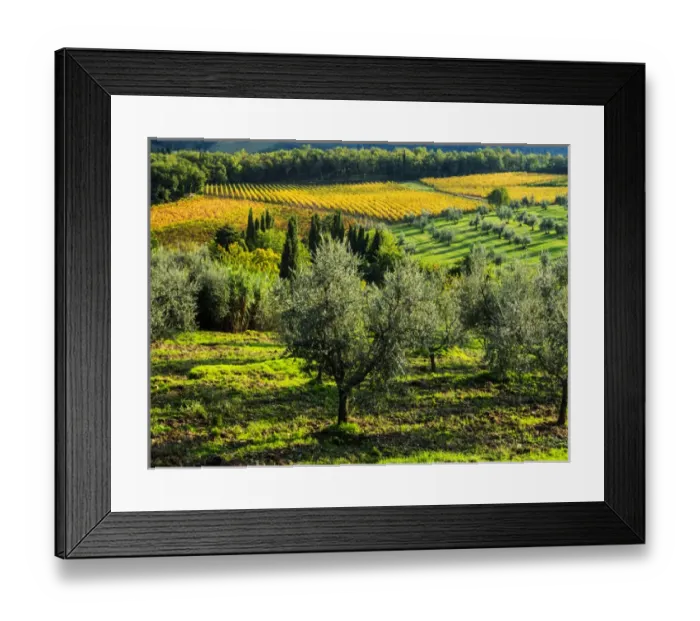 Framed Print : Europe; Italy; Tuscany; Chianti; Autumn Vinyards Rows with Bright Color Framed Print : Europe; Italy; Tuscany; Chianti; Autumn Vinyards Rows with Bright Color