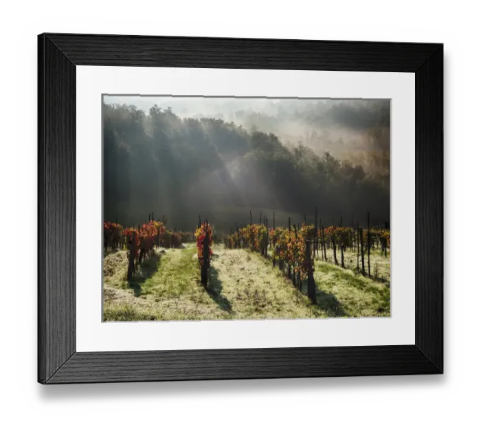 Framed Print : Europe; Italy; Tuscany; Chianti; Autumn Vinyards with Bright Color and Foggy Morning Framed Print : Europe; Italy; Tuscany; Chianti; Autumn Vinyards with Bright Color and Foggy Morning