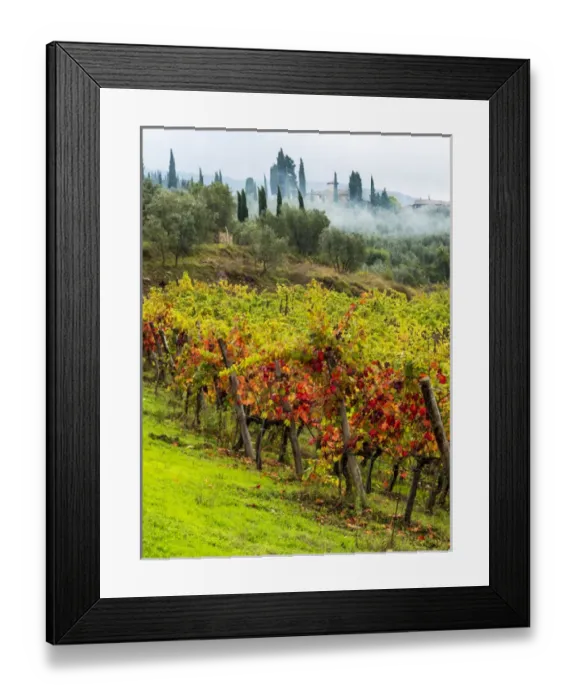 Framed Print : Europe; Italy; Tuscany; Chianti; Autumn Vinyards Rows with Bright Color Framed Print : Europe; Italy; Tuscany; Chianti; Autumn Vinyards Rows with Bright Color