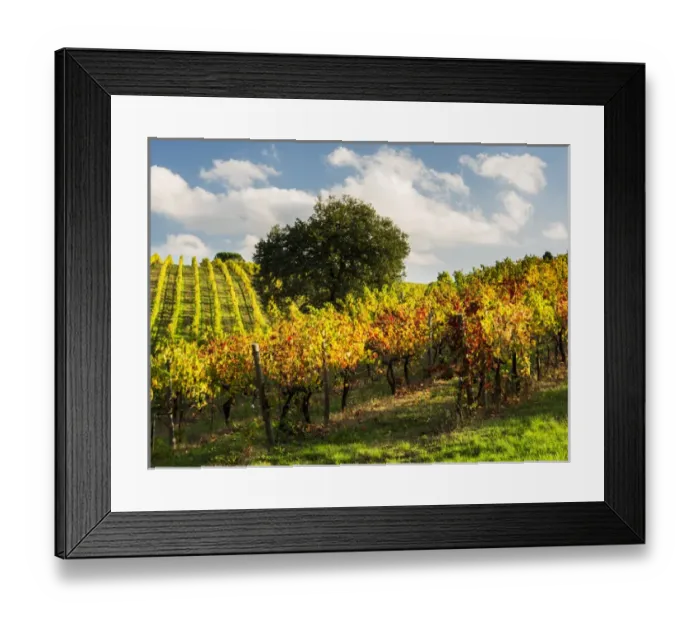 Framed Print : Europe; Italy; Tuscany; Chianti; Autumn Vinyards Rows with Bright Color