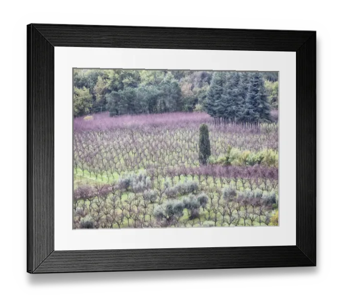 Framed Print : Europe; Italy Montepulciano; Almond Grove in the Autumn Season Framed Print : Europe; Italy Montepulciano; Almond Grove in the Autumn Season