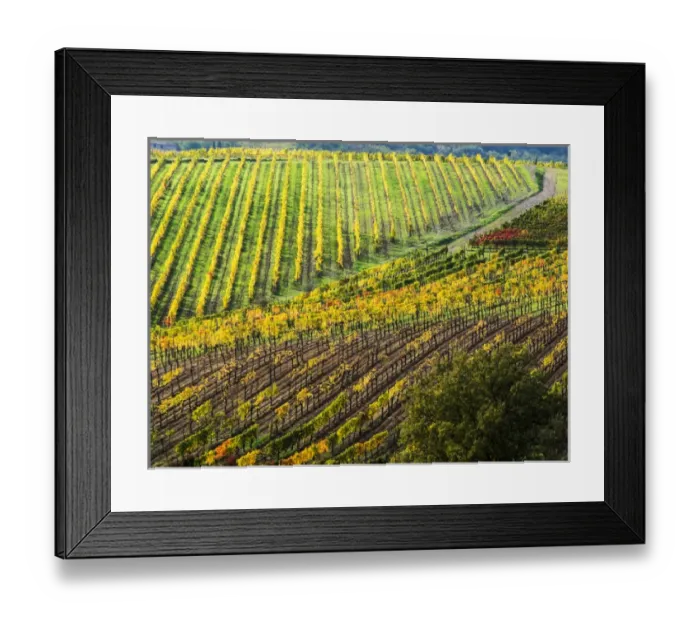 Framed Print : Europe; Italy Montepulciano; Autumn Vinyards in full color near Montepulciano Framed Print : Europe; Italy Montepulciano; Autumn Vinyards in full color near Montepulciano