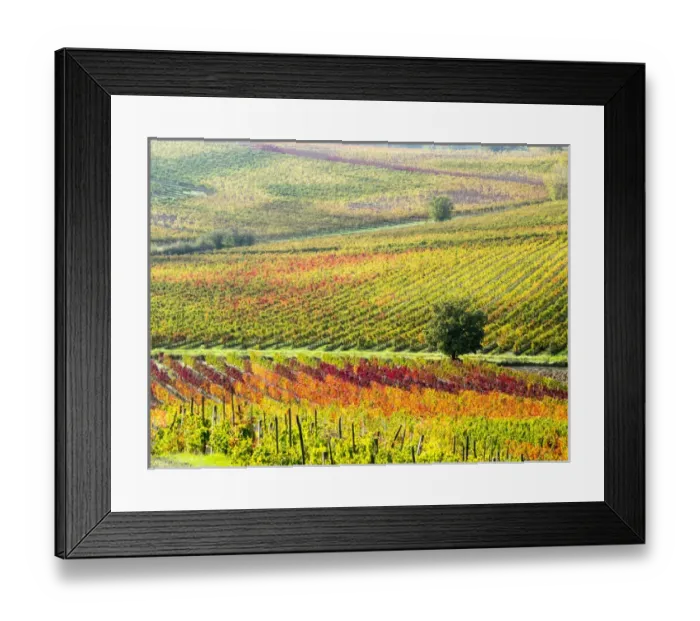 Framed Print : Europe; Italy Montepulciano; Autumn Vinyards in full color near Montepulciano Framed Print : Europe; Italy Montepulciano; Autumn Vinyards in full color near Montepulciano