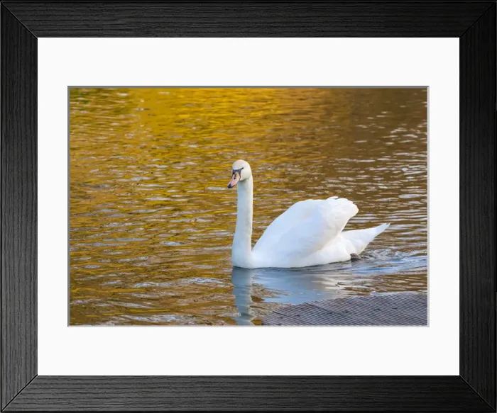 Framed Print : Swan in Keukenhof Gardens Framed Print : Swan in Keukenhof Gardens