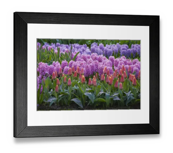 Framed Print : Spring flower garden with tulips and hyacinth Framed Print : Spring flower garden with tulips and hyacinth