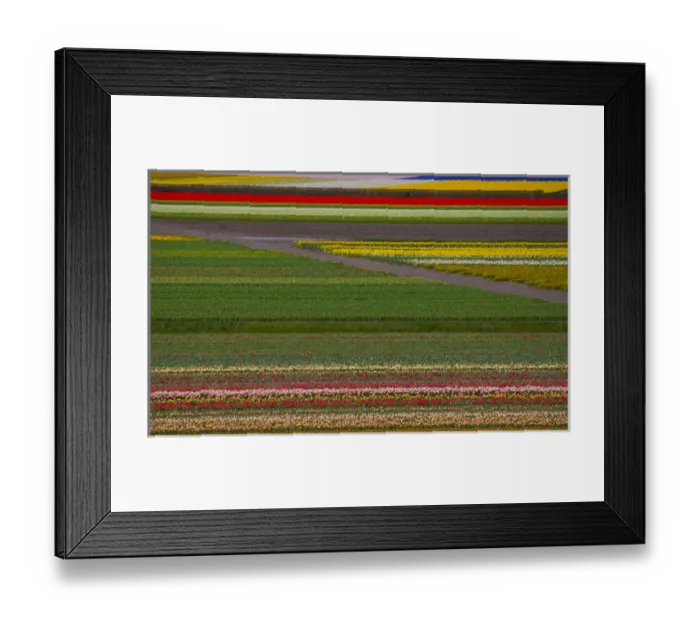 Framed Print : Tulip flower fields in famous Lisse, Holland Framed Print : Tulip flower fields in famous Lisse, Holland