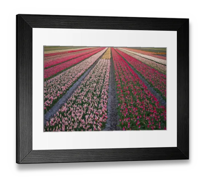 Framed Print : Tulip flower fields in famous Lisse, Holland Framed Print : Tulip flower fields in famous Lisse, Holland