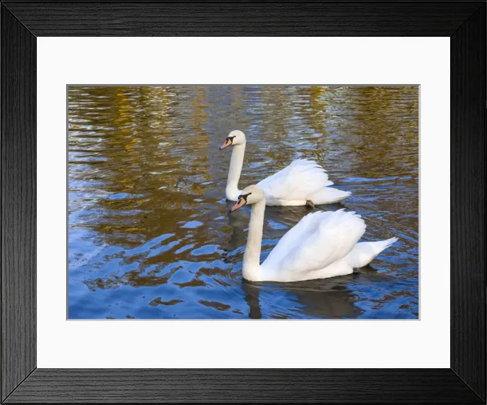 Framed Print : Swans in Keukenhof Gardens Framed Print : Swans in Keukenhof Gardens