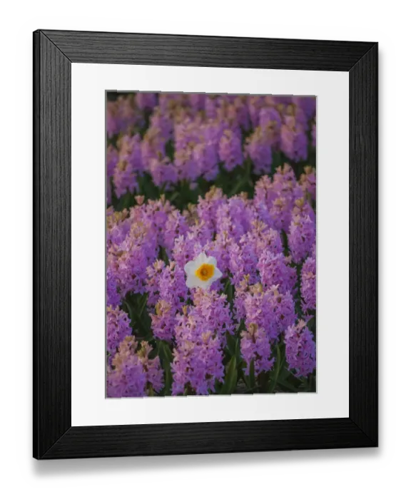 Framed Print : Hyacinth flower fields in famous Lisse, Holland