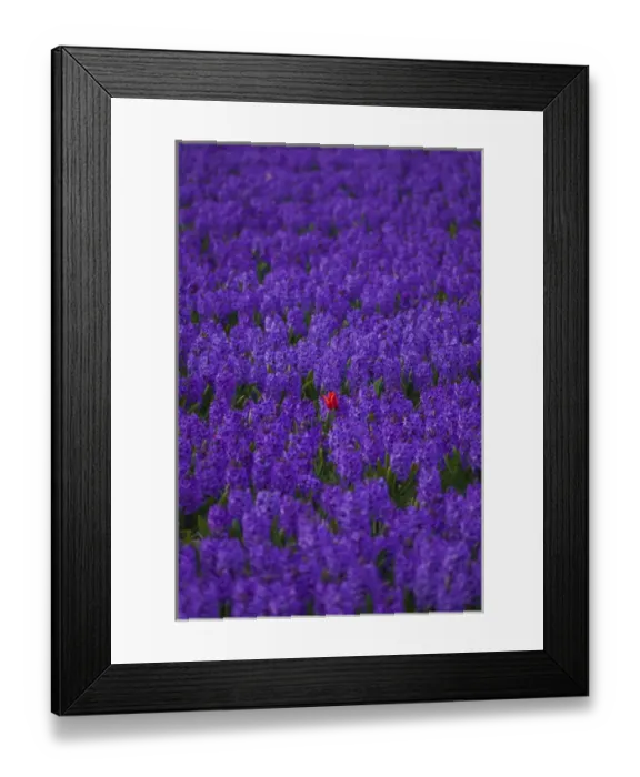 Framed Print : Hyacinth flower fields in famous Lisse, Holland
