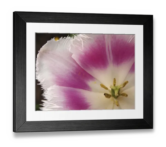Framed Print : Close-up of tulip Framed Print : Close-up of tulip