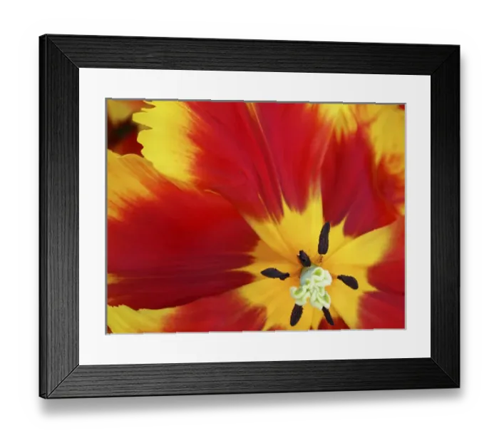 Framed Print : Close-up of tulip Framed Print : Close-up of tulip