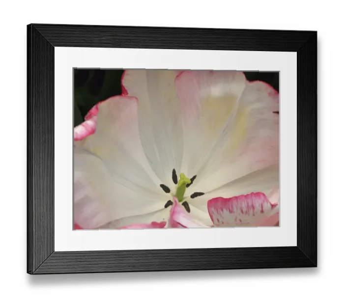 Framed Print : Close-up of tulip