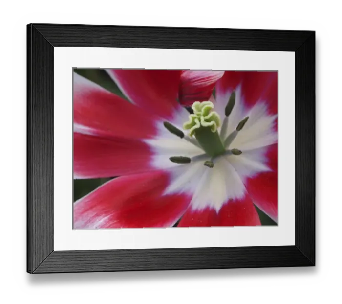 Framed Print : Close-up of tulip Framed Print : Close-up of tulip
