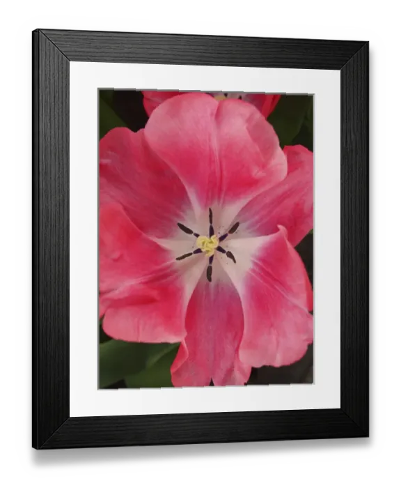 Framed Print : Close-up of tulip