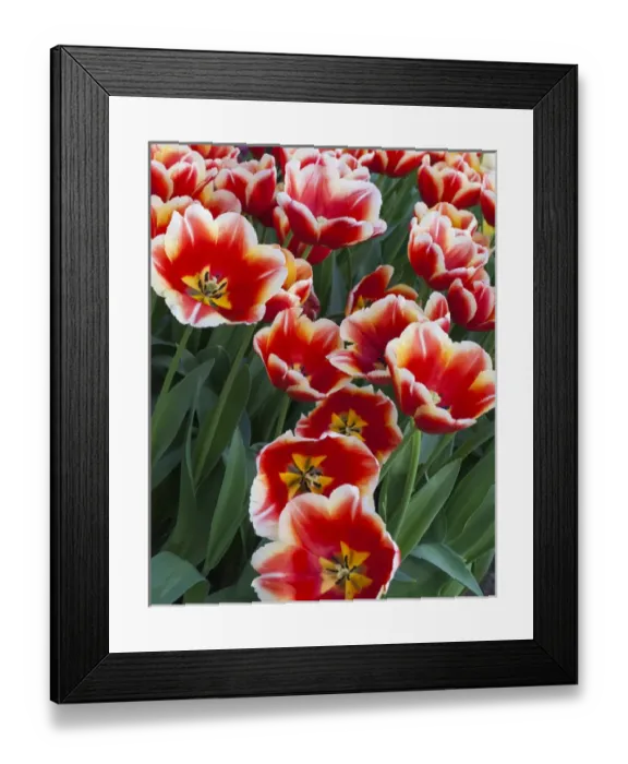 Framed Print : White rimmed red tulips Framed Print : White rimmed red tulips
