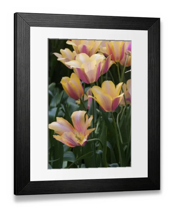 Framed Print : Delicate yellow and pink tulips