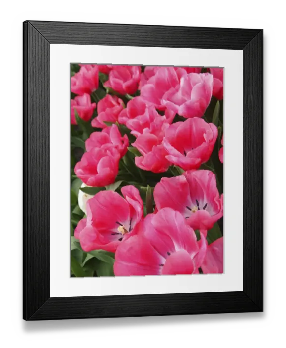 Framed Print : Pink tulips