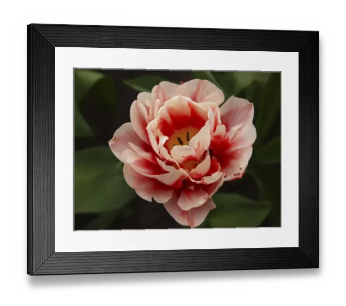 Framed Print : Red and pink tulip Framed Print : Red and pink tulip