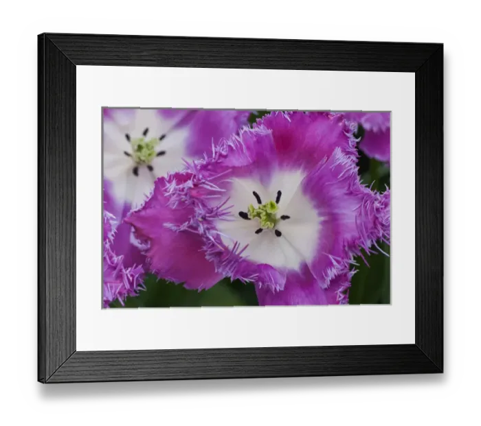 Framed Print : Deep pink and white tulips