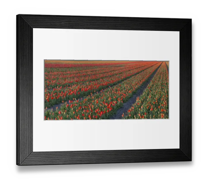 Framed Print : Tulip flower fields in famous Lisse, Holland Framed Print : Tulip flower fields in famous Lisse, Holland