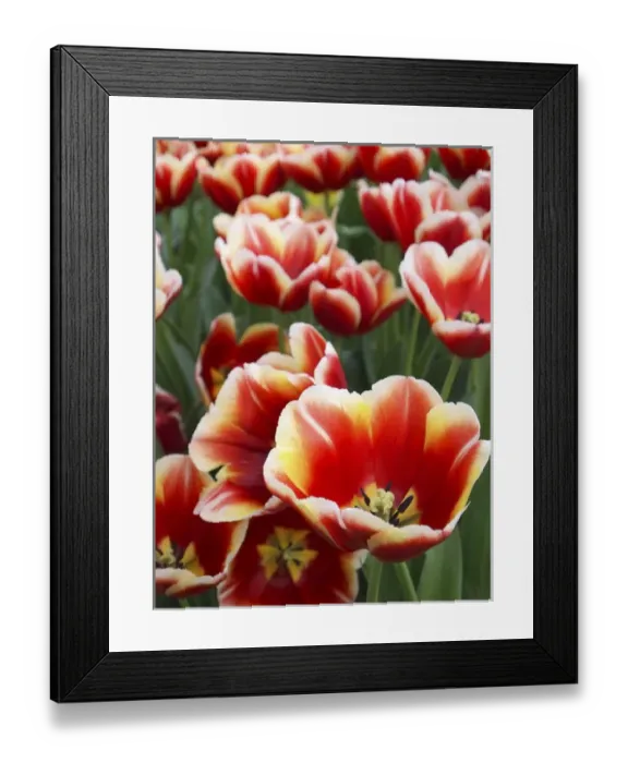 Framed Print : White rimmed red tulips