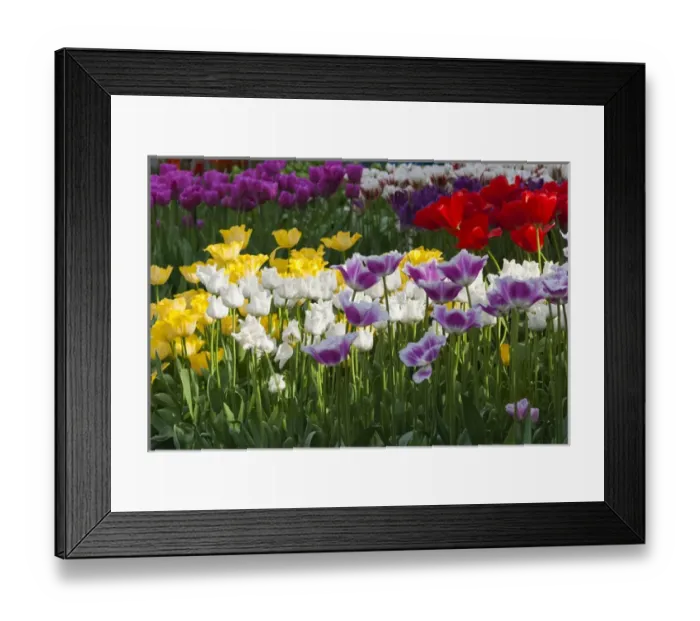 Framed Print : Multi color tulip flowerbeds Framed Print : Multi color tulip flowerbeds