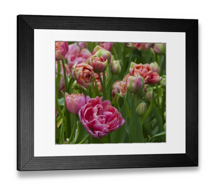 Framed Print : Pink tulip field Framed Print : Pink tulip field