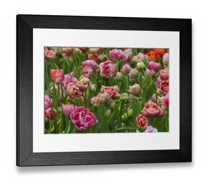 Framed Print : Pink tulip field Framed Print : Pink tulip field