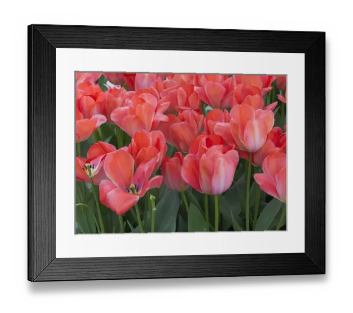 Framed Print : Red tulips Framed Print : Red tulips