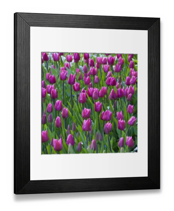 Framed Print : Pink tulips