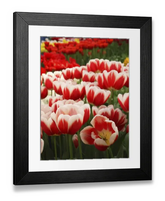 Framed Print : White rimmed red tulips Framed Print : White rimmed red tulips