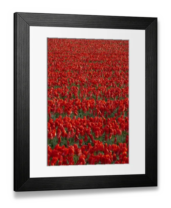 Framed Print : Tulip flower fields in famous Lisse, Holland Framed Print : Tulip flower fields in famous Lisse, Holland