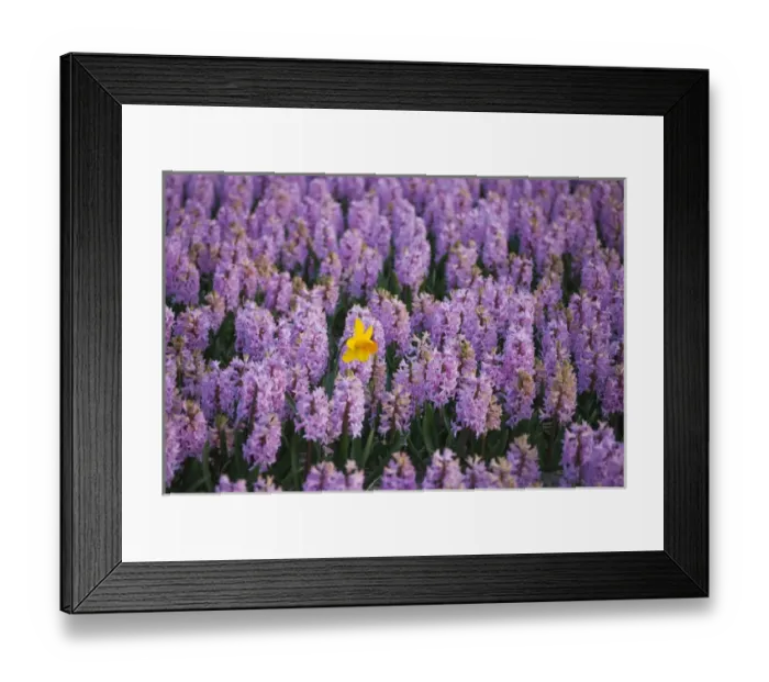 Framed Print : Hyacinth flower fields in famous Lisse, Holland Framed Print : Hyacinth flower fields in famous Lisse, Holland