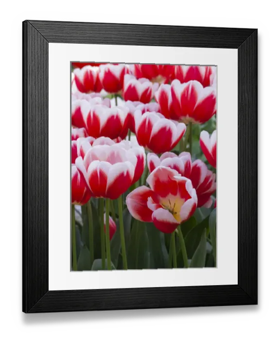 Framed Print : White rimmed red tulips