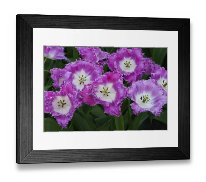 Framed Print : Deep pink and white tulips Framed Print : Deep pink and white tulips