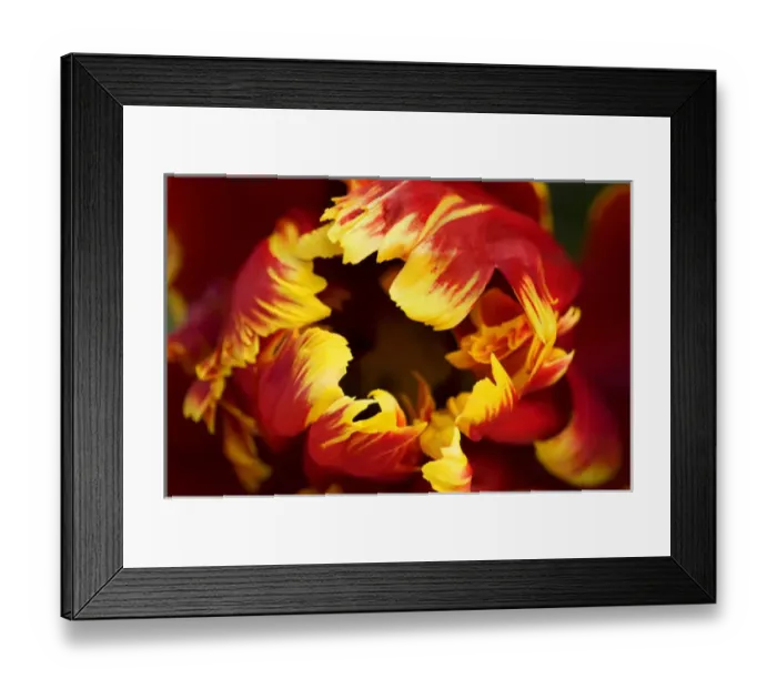 Framed Print : Europe, Netherlands, Lisse. Parrot tulip close-up Framed Print : Europe, Netherlands, Lisse. Parrot tulip close-up