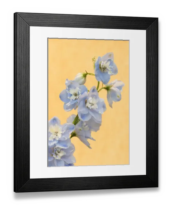 Framed Print : Europe, Netherlands, Venlo. Delphinium parfait flowers at the World Horticultural Expo Framed Print : Europe, Netherlands, Venlo. Delphinium parfait flowers at the World Horticultural Expo