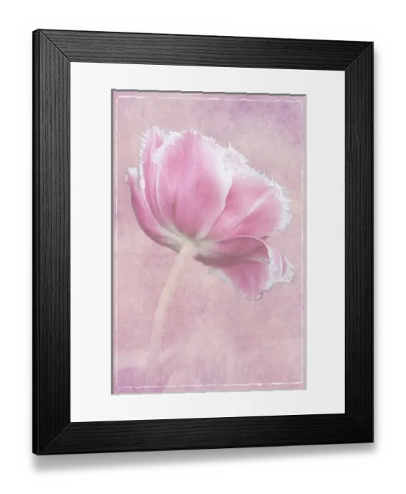 Framed Print : Netherlands, Lisse, Keukenhof Gardens, Pink Tulip, Digitally Altered Framed Print : Netherlands, Lisse, Keukenhof Gardens, Pink Tulip, Digitally Altered