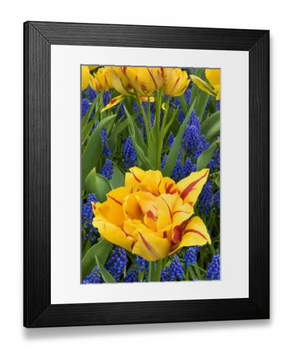 Framed Print : Europe, Netherlands, Lisse. Tulips and grape hyacinth at Keukenhof Gardens. Credit as Framed Print : Europe, Netherlands, Lisse. Tulips and grape hyacinth at Keukenhof Gardens. Credit as
