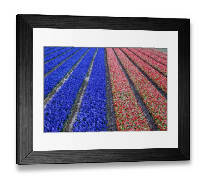 Framed Print : Europe, Holland, Rows in a Tulip Field Framed Print : Europe, Holland, Rows in a Tulip Field