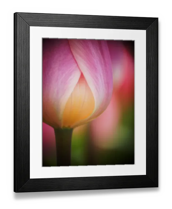 Framed Print : Europe; Netherlands; Macro image of Colorful Tuliip Framed Print : Europe; Netherlands; Macro image of Colorful Tuliip