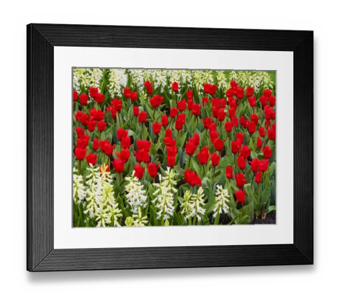 Framed Print : Europe; Netherlands; Flower Displays at keukenhof gardens