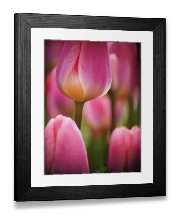 Framed Print : Europe; Netherlands; Macro image of Colorful Tuliip Framed Print : Europe; Netherlands; Macro image of Colorful Tuliip