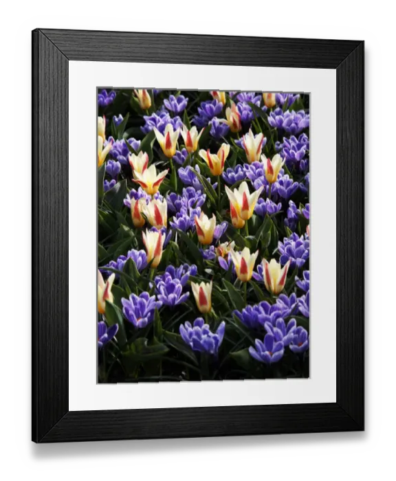 Framed Print : Europe; Netherlands; Flower Displays at keukenhof gardens Framed Print : Europe; Netherlands; Flower Displays at keukenhof gardens