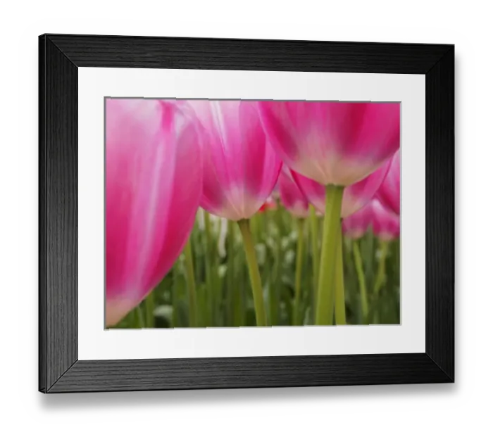 Framed Print : Europe; Netherlands; Macro image of Colorful Tuliip Framed Print : Europe; Netherlands; Macro image of Colorful Tuliip