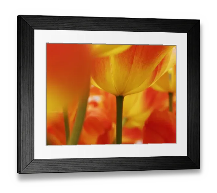 Framed Print : Europe; Netherlands; Macro image of Colorful Tuliip Framed Print : Europe; Netherlands; Macro image of Colorful Tuliip