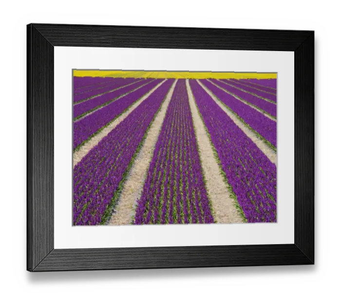 Framed Print : Europe; Netherlands; Southern Holland Province, Lisse, hyacinths fields Framed Print : Europe; Netherlands; Southern Holland Province, Lisse, hyacinths fields