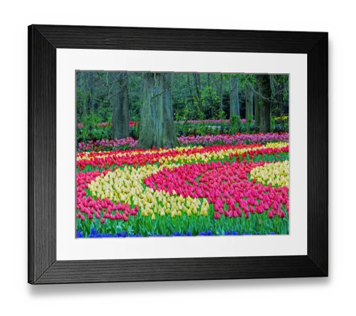 Framed Print : Europe; Netherlands; Lisse; Keukenhof Gardens; Keukenhof Gardens with Tulip Blooms Surounded Framed Print : Europe; Netherlands; Lisse; Keukenhof Gardens; Keukenhof Gardens with Tulip Blooms Surounded