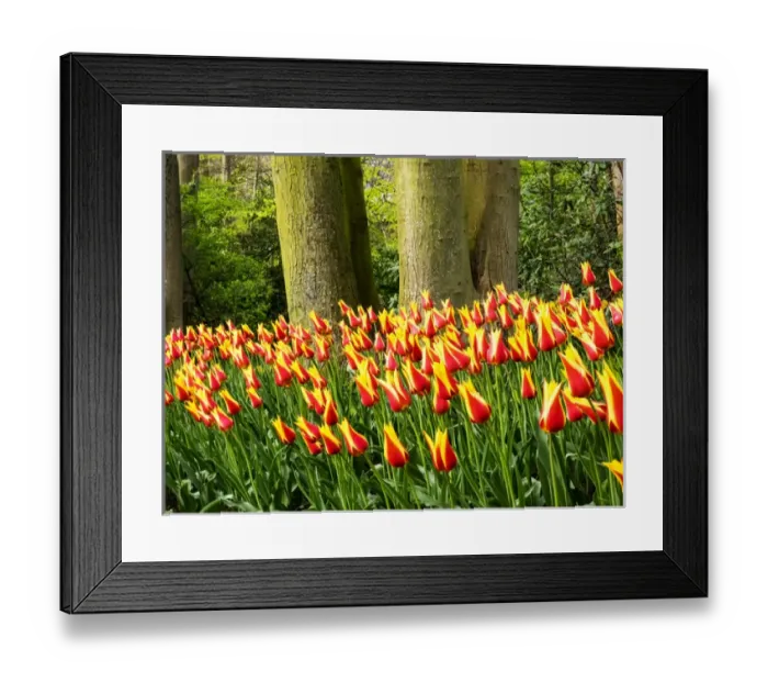 Framed Print : Europe; Netherlands; Lisse; Keukenhof Gardens; Keukenhof Gardens with Tulip Blooms Surounded Framed Print : Europe; Netherlands; Lisse; Keukenhof Gardens; Keukenhof Gardens with Tulip Blooms Surounded